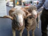 Animals 2U Attend Melbourne’s Wool Week